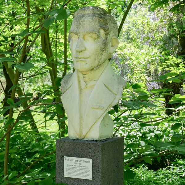 Baba Masakuni, Büste Philipp Franz von Siebold