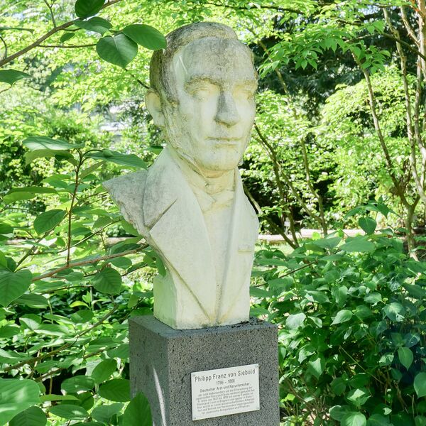 Baba Masakuni, Büste Philipp Franz von Siebold